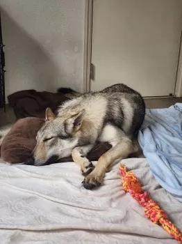 M.T 様のお迎えした子犬