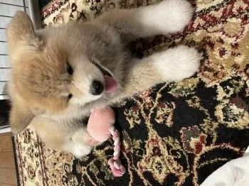 トラ 様のお迎えした子犬
