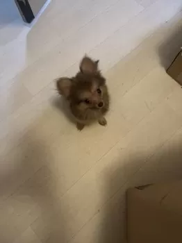 あめ 様のお迎えした子犬