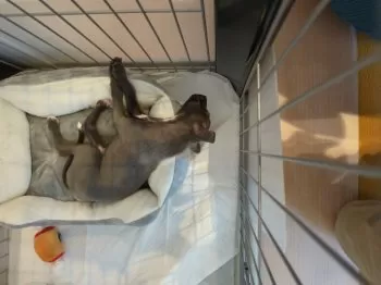 Y.K 様のお迎えした子犬