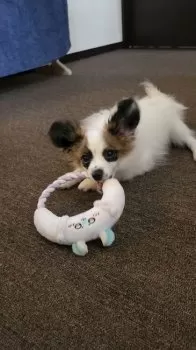H.K 様のお迎えした子犬