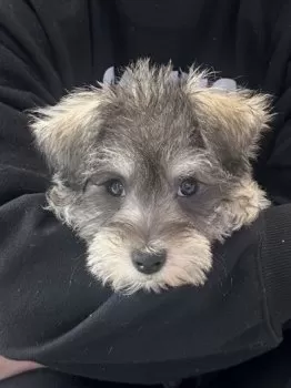 Y.S 様のお迎えした子犬