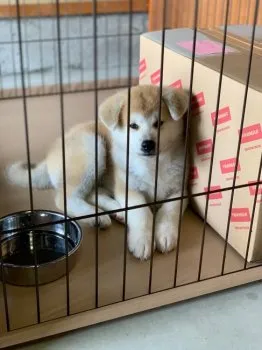 クマ 様のお迎えした子犬