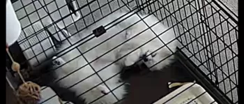 チャムぱぱ 様のお迎えした子犬