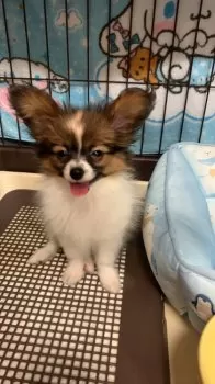 A.W 様のお迎えした子犬