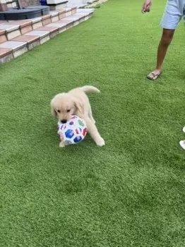 K.K 様のお迎えした子犬