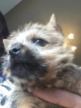 ファンタ 様のお迎えした子犬