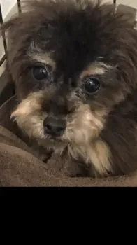 T.T 様のお迎えした子犬