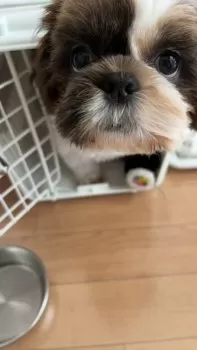 S.S 様のお迎えした子犬