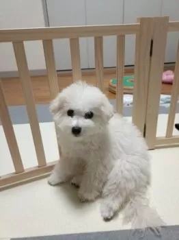 Ｉ.K 様のお迎えした子犬
