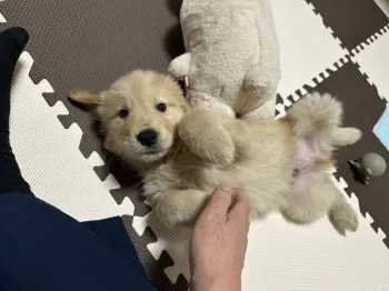 H.S 様のお迎えした子犬