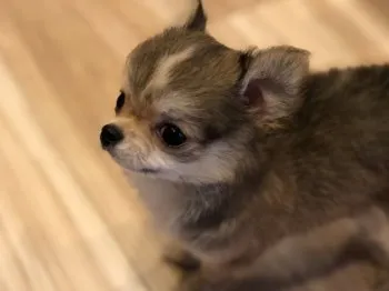 あちゃ 様のお迎えした子犬