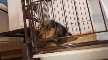 T.S 様のお迎えした子犬
