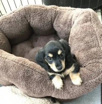 N.O 様のお迎えした子犬
