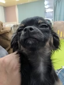 K.E 様のお迎えした子犬