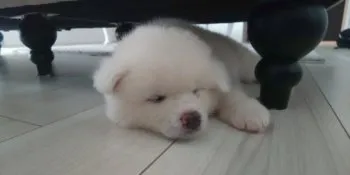 こむぎ 様のお迎えした子犬