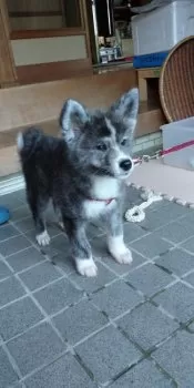 M.Aしろ 様のお迎えした子犬