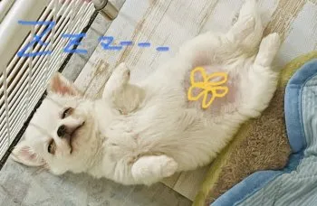 琥珀パパママ 様のお迎えした子犬