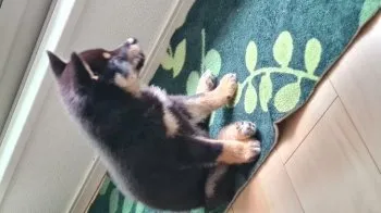 ハル 様のお迎えした子犬