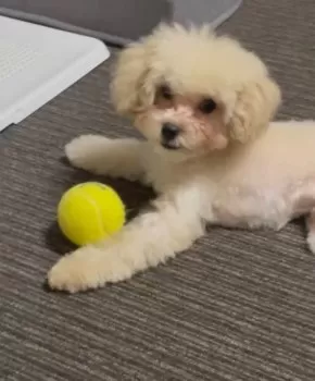 T.S 様のお迎えした子犬