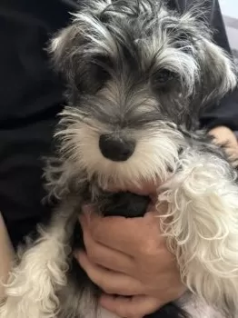 あすか 様のお迎えした子犬