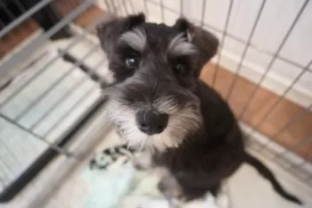 Y.T 様のお迎えした子犬