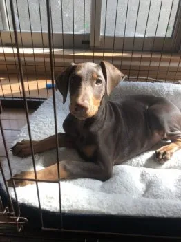 D.Ｉ 様のお迎えした子犬