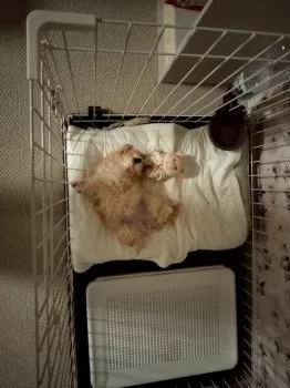R.K 様のお迎えした子犬