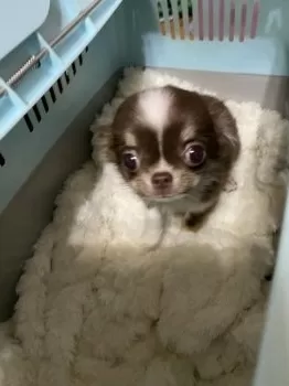K.I 様のお迎えした子犬
