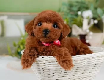たくぞう 様のお迎えした子犬