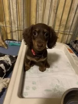 Mダックス 様のお迎えした子犬