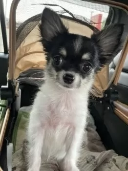 S.S 様のお迎えした子犬