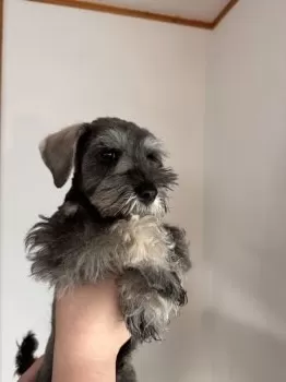 M.N 様のお迎えした子犬