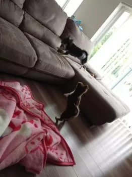 タケッツ 様のお迎えした子犬