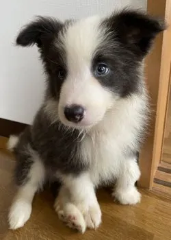 alohappy 様のお迎えした子犬