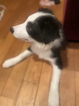まこ 様のお迎えした子犬
