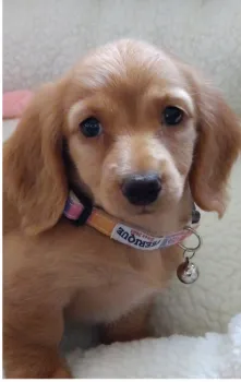 はなすず 様のお迎えした子犬