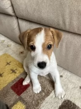 マ-くん 様のお迎えした子犬