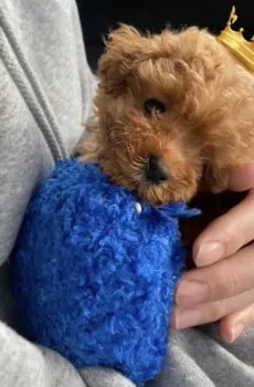 よるた 様のお迎えした子犬