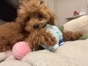 はな 様のお迎えした子犬