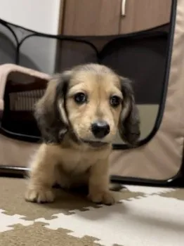 たよまる 様のお迎えした子犬