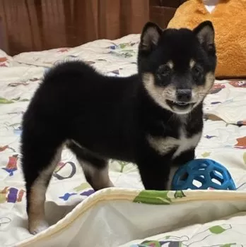 M.T 様のお迎えした子犬