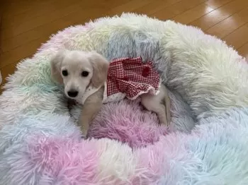 れもん、らむねママ 様のお迎えした子犬