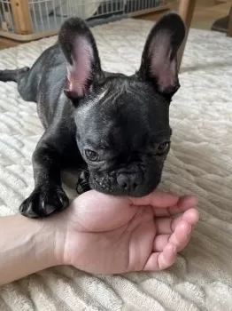 しい 様のお迎えした子犬
