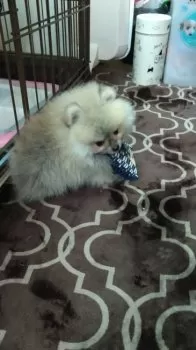 あき 様のお迎えした子犬