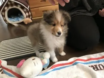 koro 様のお迎えした子犬