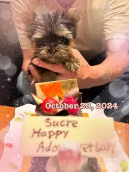 ひろ 様のお迎えした子犬