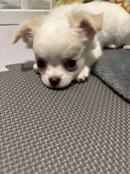 M.Y 様のお迎えした子犬