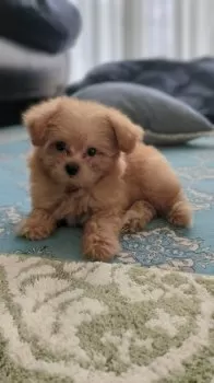 きこ 様のお迎えした子犬