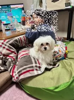 Y.K 様のお迎えした子犬